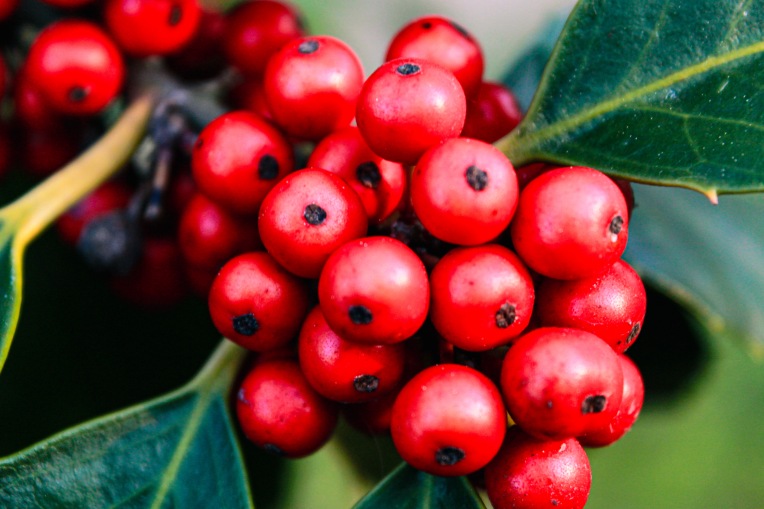 Close up image of red holly berries among green leaves.